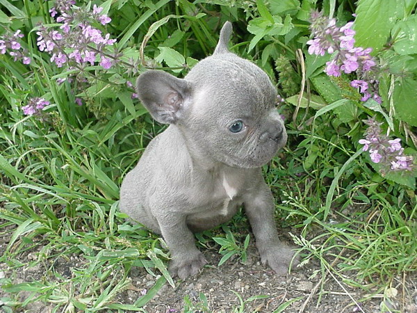 Image Image